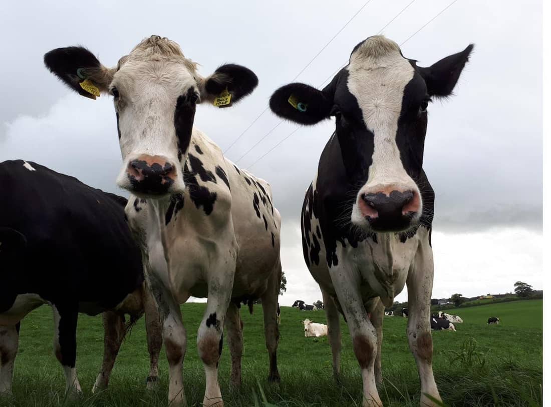 Two curious cows at pasture