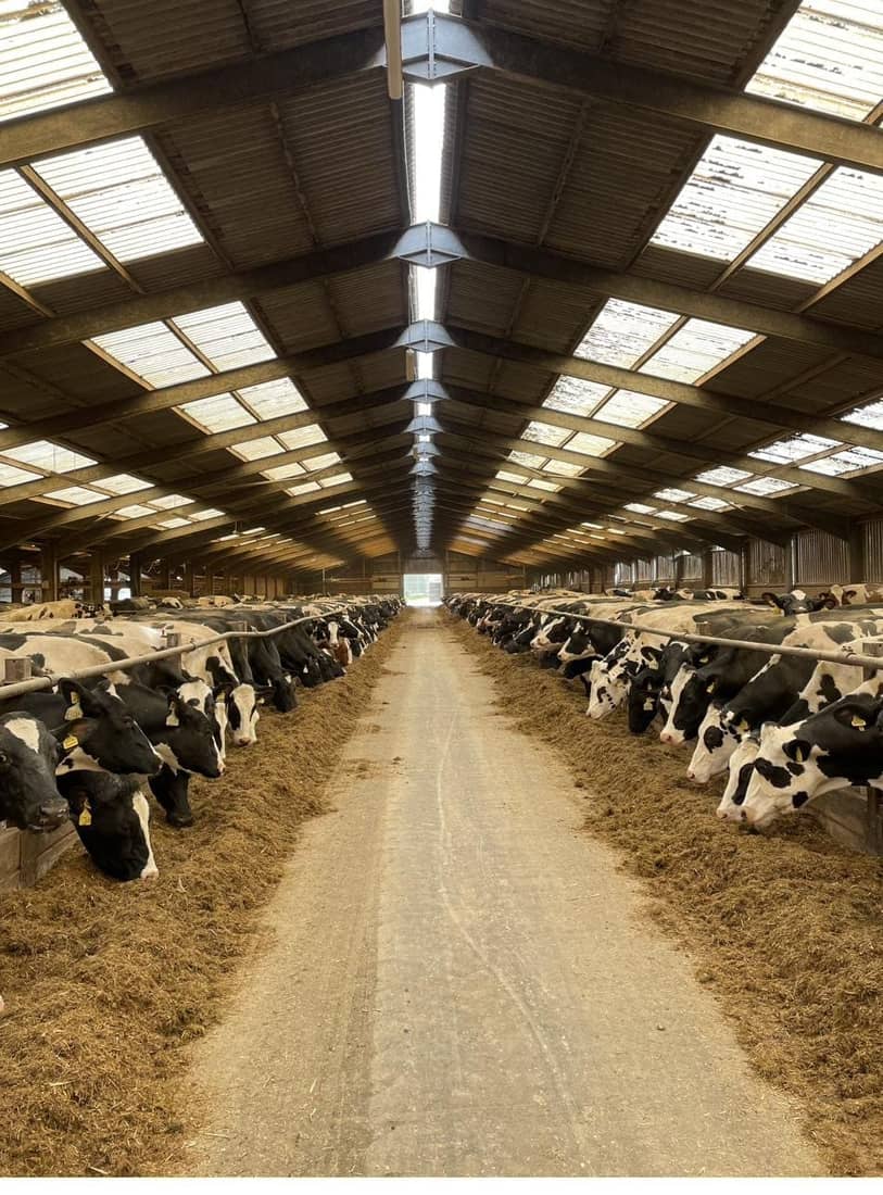 A lactating dairy herd at the feed face