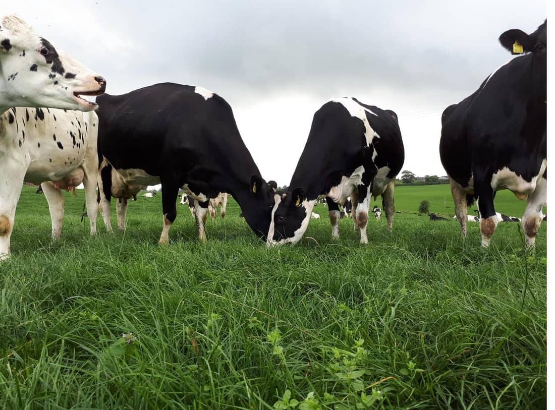 Cows grazing at pasture